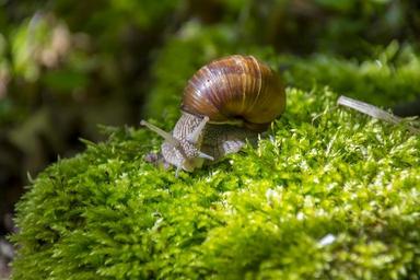 snail-winniczek-macro-helix-edible-1368032.jpg