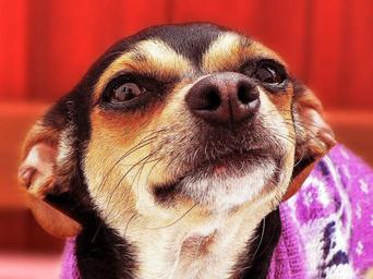 puppies-dog-cute-pet-puppy-815206.jpg