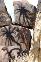 quiver-tree-shadow-stones-55205.jpg