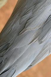 blue-crane-plumage-blue-grey-234503.jpg