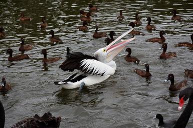pelican-bird-water-bird-1068443.jpg