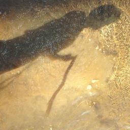 shadow-stream-creek-water-child-1474452.jpg