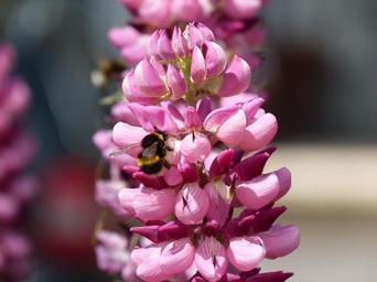 garden-flower-bumble-bee-pollen-894165.jpg