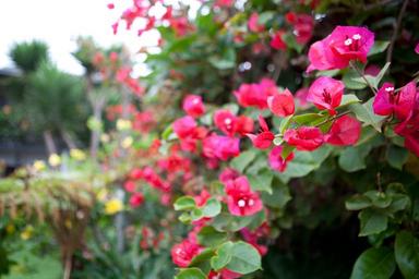 bougainvillea-flower-red-blossom-263926.jpg