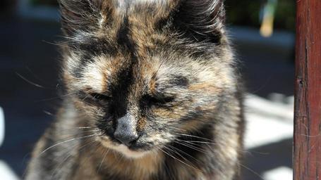 cat-face-cat-s-eyes-animals-animal-342624.jpg