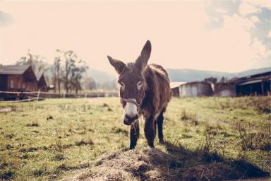 horse-animal-stable-farm-barn-691506.jpg