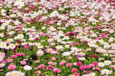 flowers-flower-plants-nature-275971.jpg