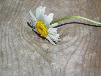 flower-daisy-white-flowers-day-204862.jpg