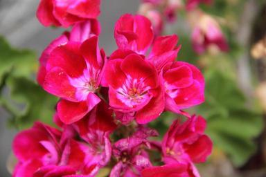 flower-red-flowers-garden-nature-482750.jpg