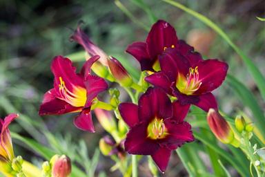 vibrant-red-flowers-garden-summer-1527353.jpg