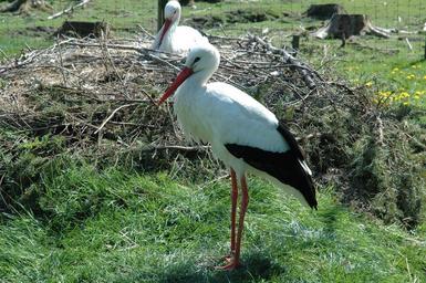 stork-wildlife-park-poing-nest-1266805.jpg