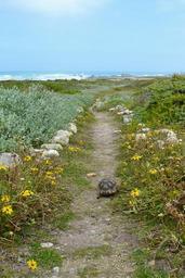 turtle-animal-animals-away-291613.jpg
