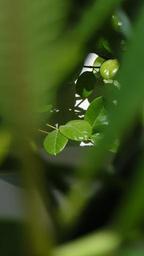 leaves-green-plant-nature-706198.jpg