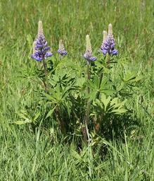 Lupinus polyphyllus UA 2014 G2.jpg