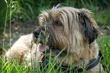 tibetan-terrier-dog-lying-meadow-1504673.jpg
