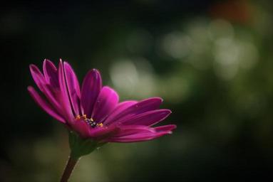 flower-plant-marguerite-purple-1557330.jpg