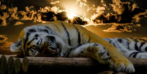 tiger-sleep-rest-cat-good-night-1673874.jpg