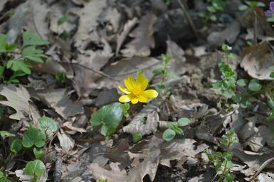 yellow-flower-sunny-day-forest-1308063.jpg