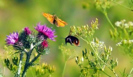 pointed-gewusel-meadow-butterfly-1532004.jpg