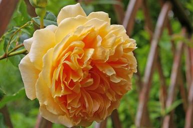 rose-crown-princess-margareta-818709.jpg