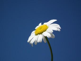 flower-daisy-white-flowers-day-204860.jpg
