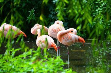 flamingos-animals-water-359238.jpg