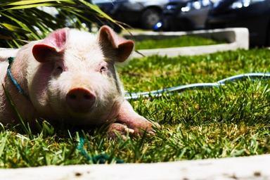 pig-pet-pigg-pink-grass-988784.jpg