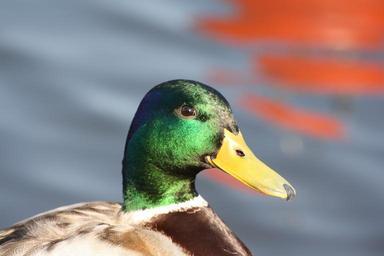 duck-water-water-bird-swim-animal-675077.jpg