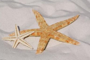 starfish-sand-beach-sea-water-sun-343791.jpg