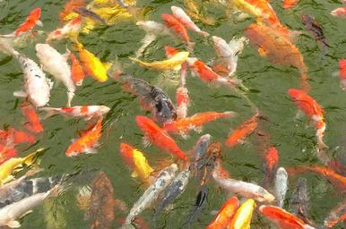 carp-carp-swarm-fish-270375.jpg