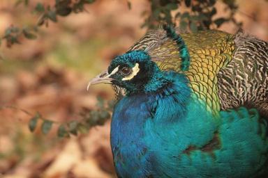 peacock-bird-blue-1570158.jpg