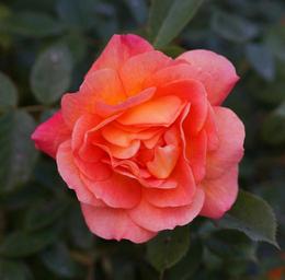 pink-flower-garden-rosebush-red-1419331.jpg