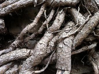 root-tree-nature-818160.jpg