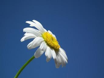 flower-daisy-white-flowers-day-204852.jpg