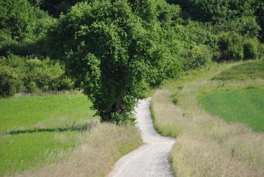 away-nature-lane-tree-landscape-287129.jpg
