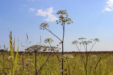 beach-summer-a-bed-of-reeds-finnish-1533345.jpg