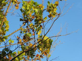 branches-tree-leaves-autumn-colors-622565.jpg