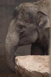 animal-asian-ear-elephant-eye-16705.jpg