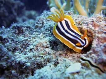 slug-snail-diving-underwater-water-380033.jpg