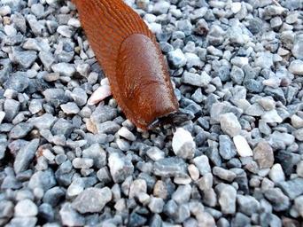 snail-animal-nature-mollusk-139230.jpg