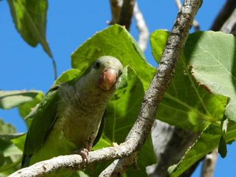 nature-birds-pappagallo-1423204.jpg