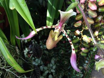 orchid-flower-flora-garden-exotic-1562464.jpg
