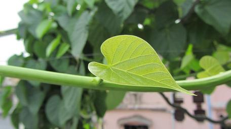 leaf-creeper-nature-1580030.jpg
