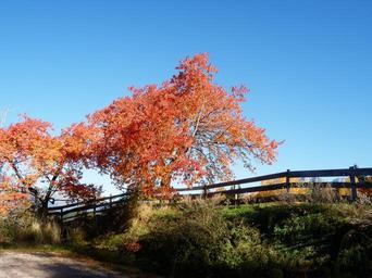 autumn-tree-fence-red-67448.jpg