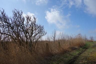 landscape-tree-wayside-sky-lane-705806.jpg