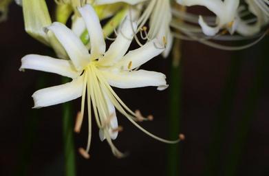 white-petals-nature-flower-garden-949670.jpg