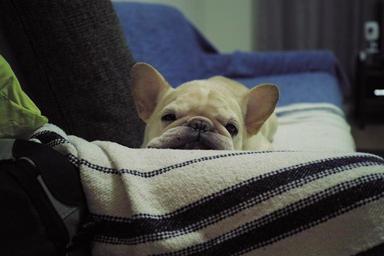dog-cute-french-bulldog-1016913.jpg