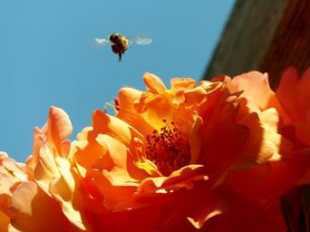 bee-rose-blossom-bloom-garden-810601.jpg