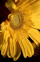 yellow-flower-spring-daisy-garden-1452376.jpg