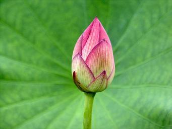 Flower_bud_of_the_Sacred_Lotus.png